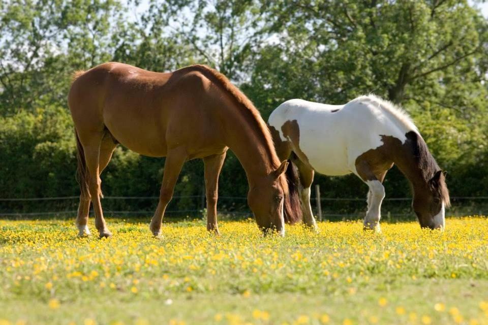 East Green Farm Cottages - The Granary Saxmundham Luaran gambar
